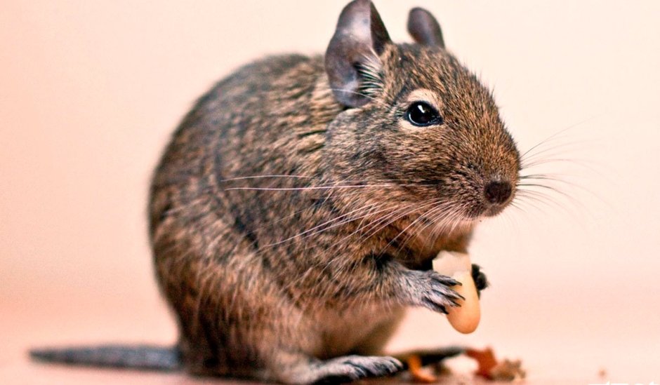 Чилийские белки дегу