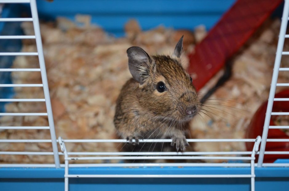 Земляная белка дегу