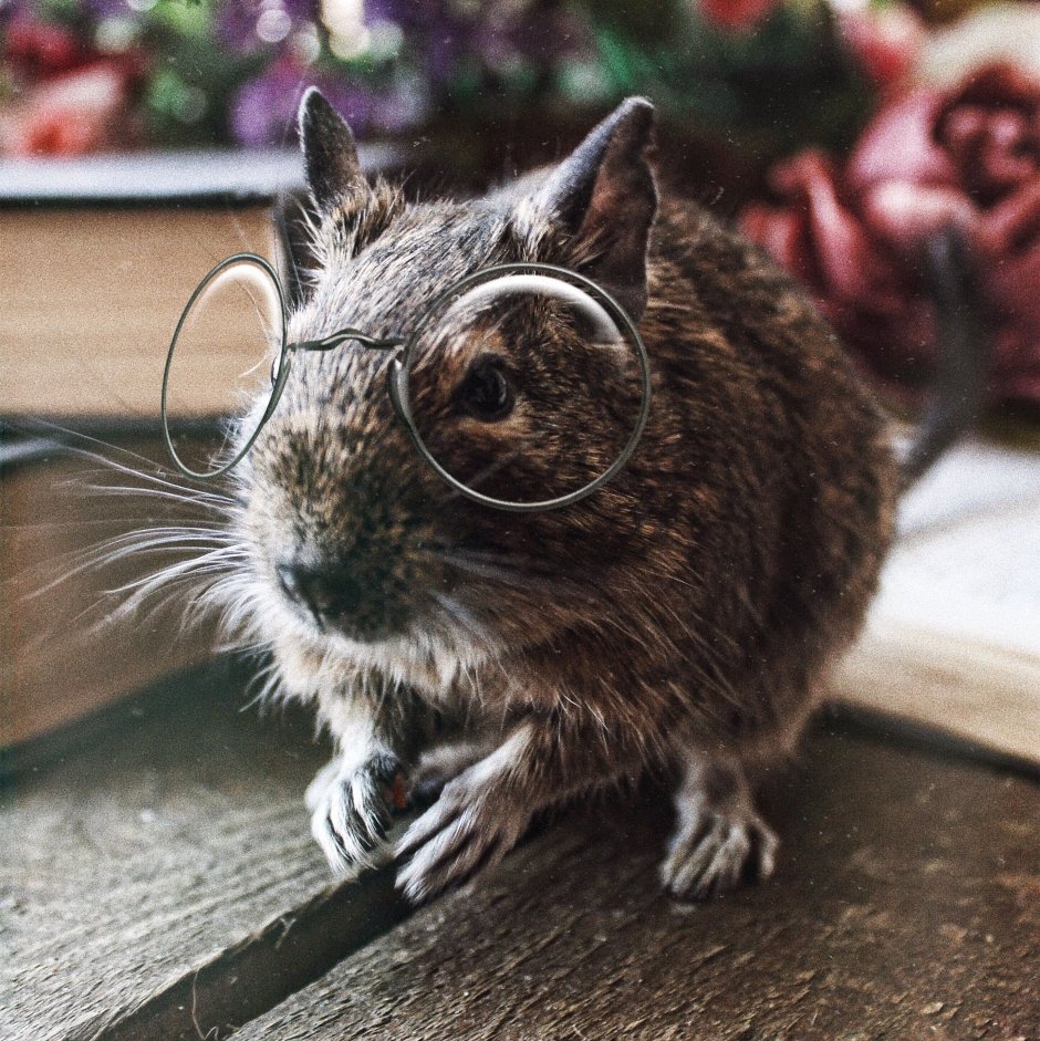 Белочки дегу милые