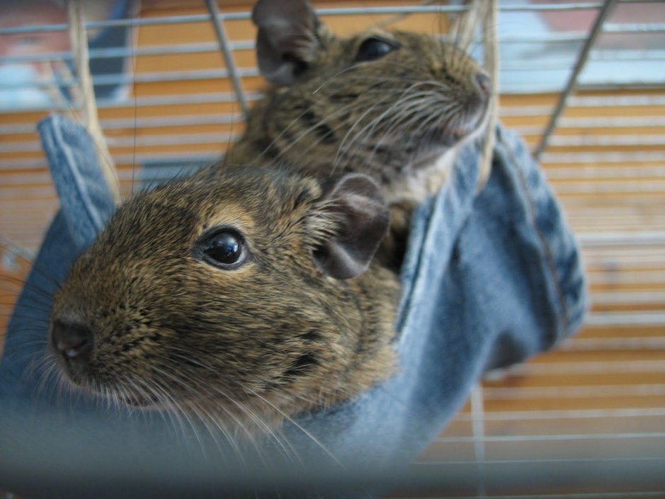 Дегу Баженова