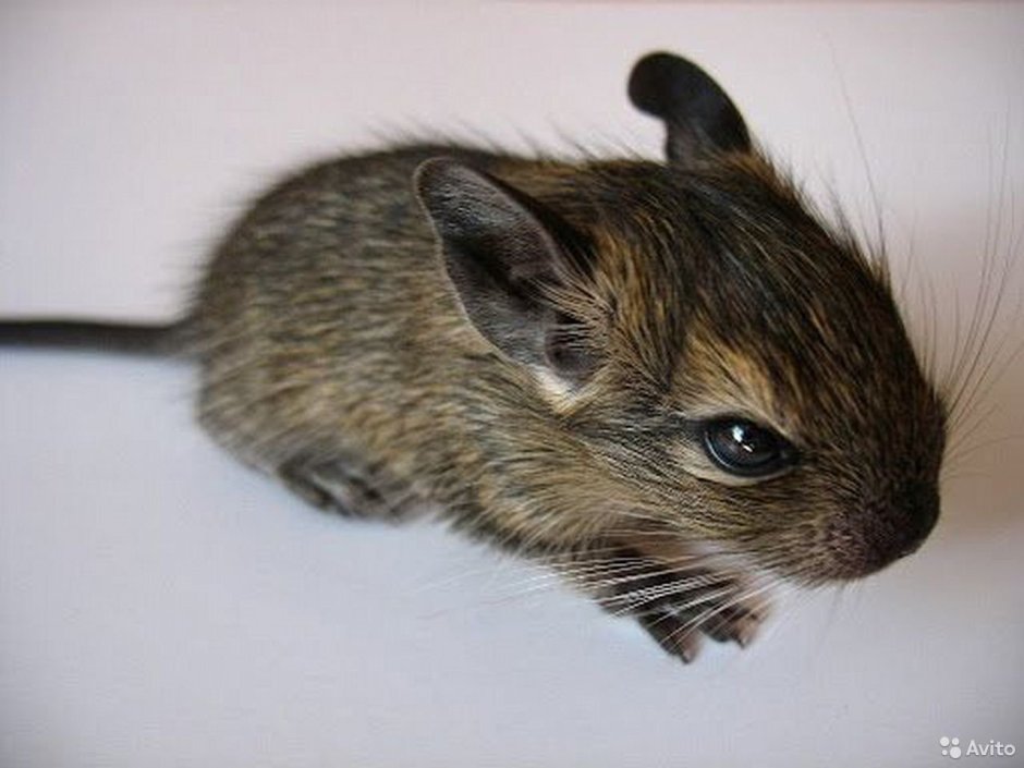 Дегу маленькие бельчата