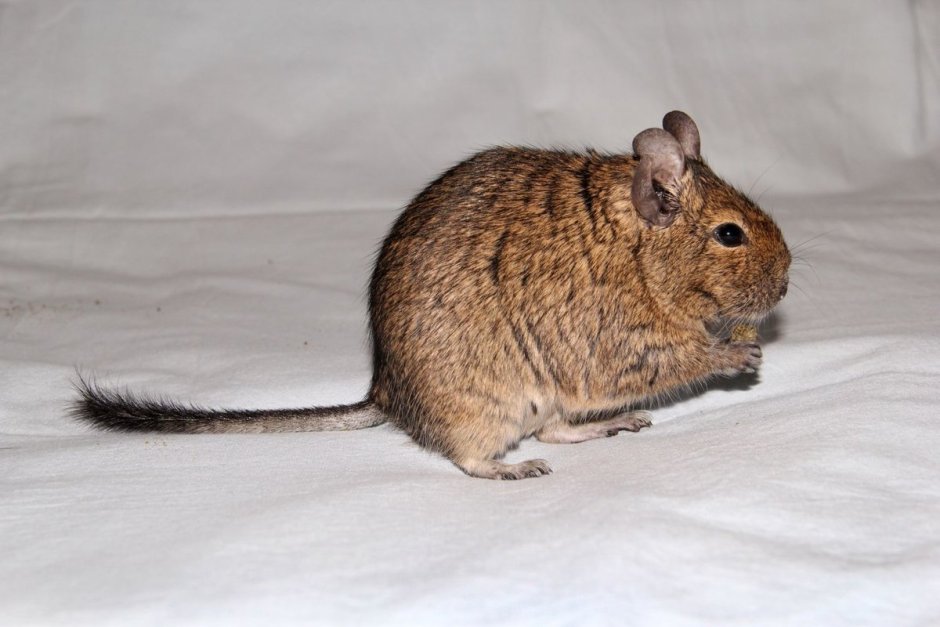 Американская белка дегу