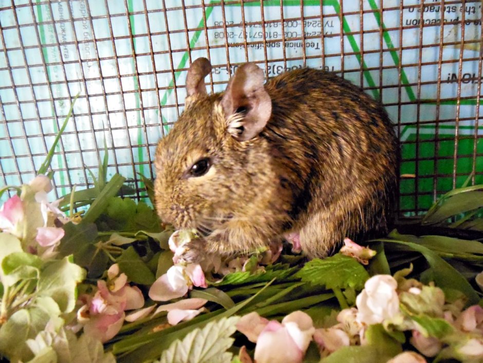 Белка агути