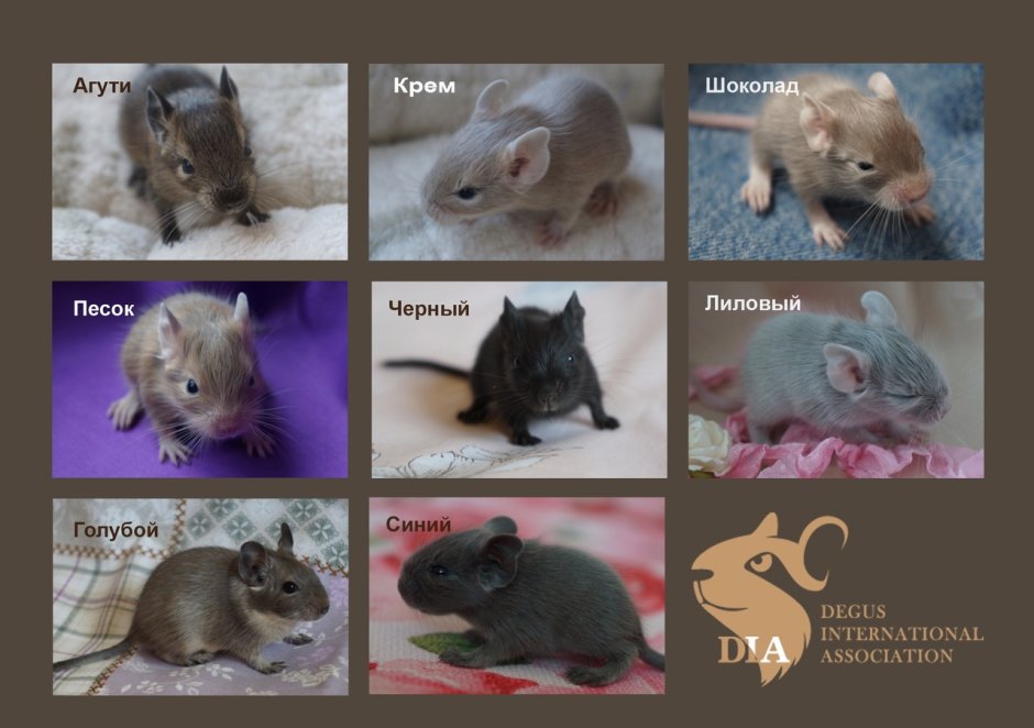 Белка дегу цвет агути