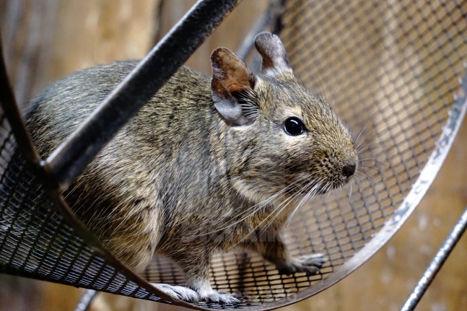 Дегу Чилийская белка черная