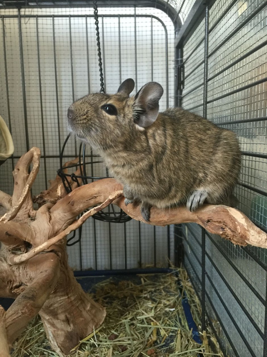 Шиншилла дегу