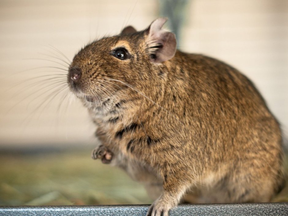 Чилийские белки дегу