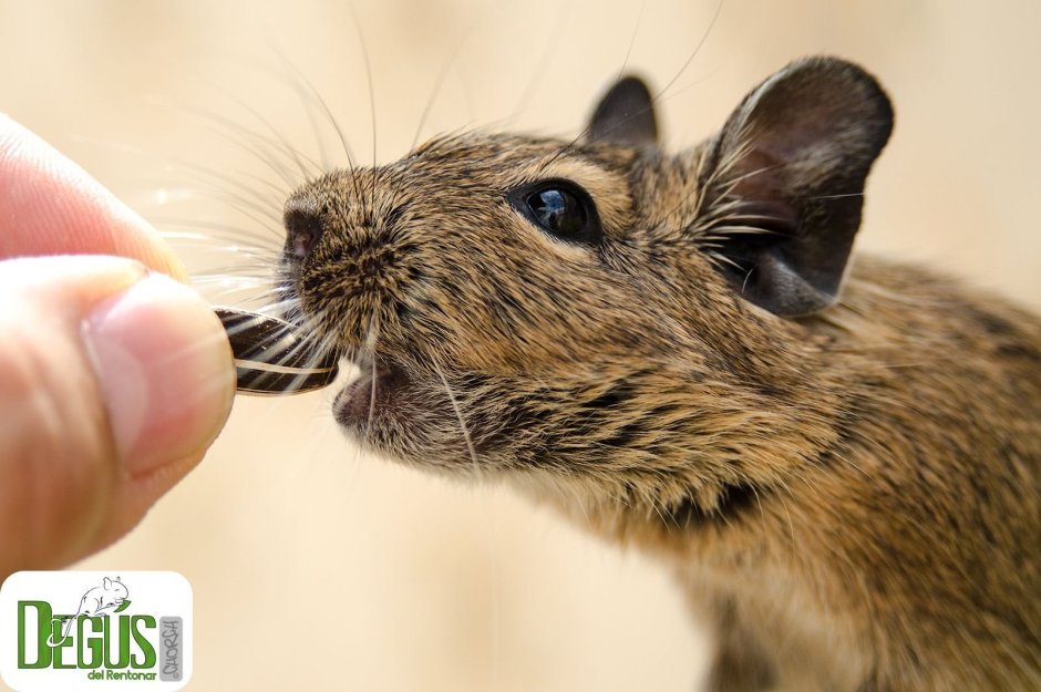Белка Чилийская дегу самка