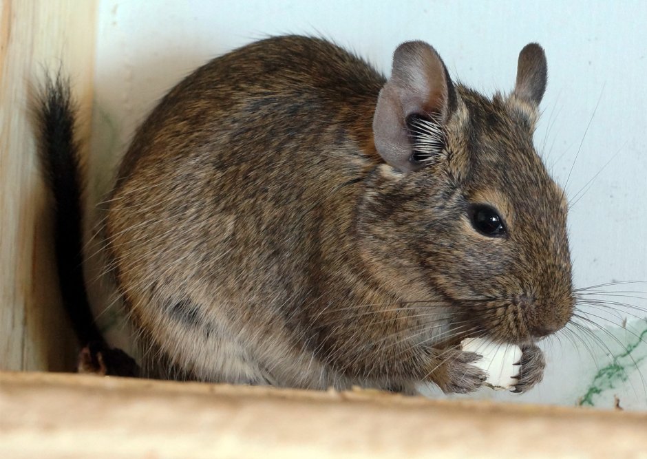 Белка дегу агути