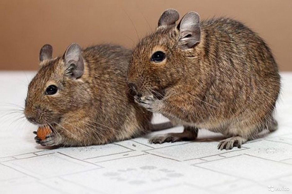 Чилийские белочки дегу