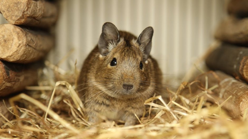 Чилийские белки дегу