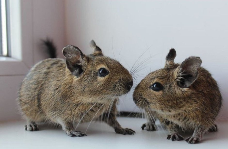 Чилийская белка дегу