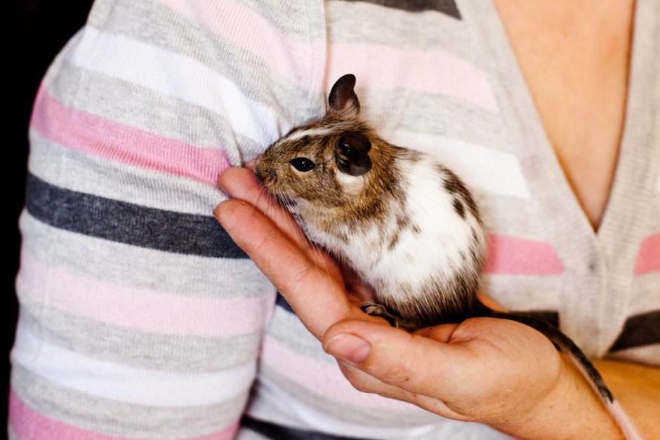 Белка дегу цветная