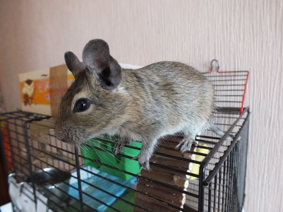 Белка дегу на улице