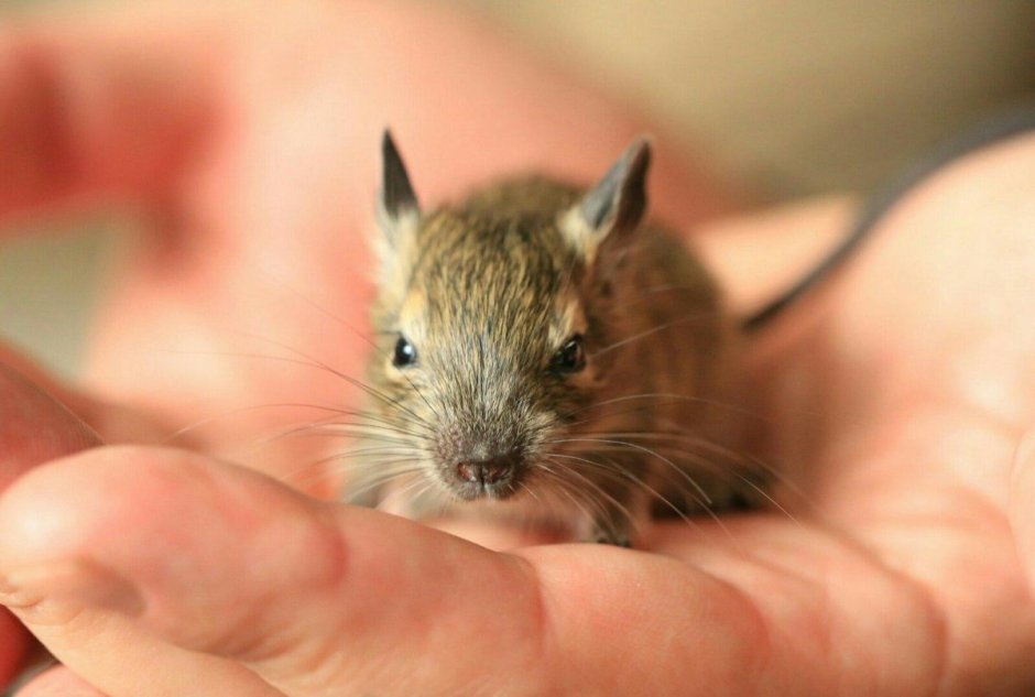 Дегу Чилийская белка маленькая
