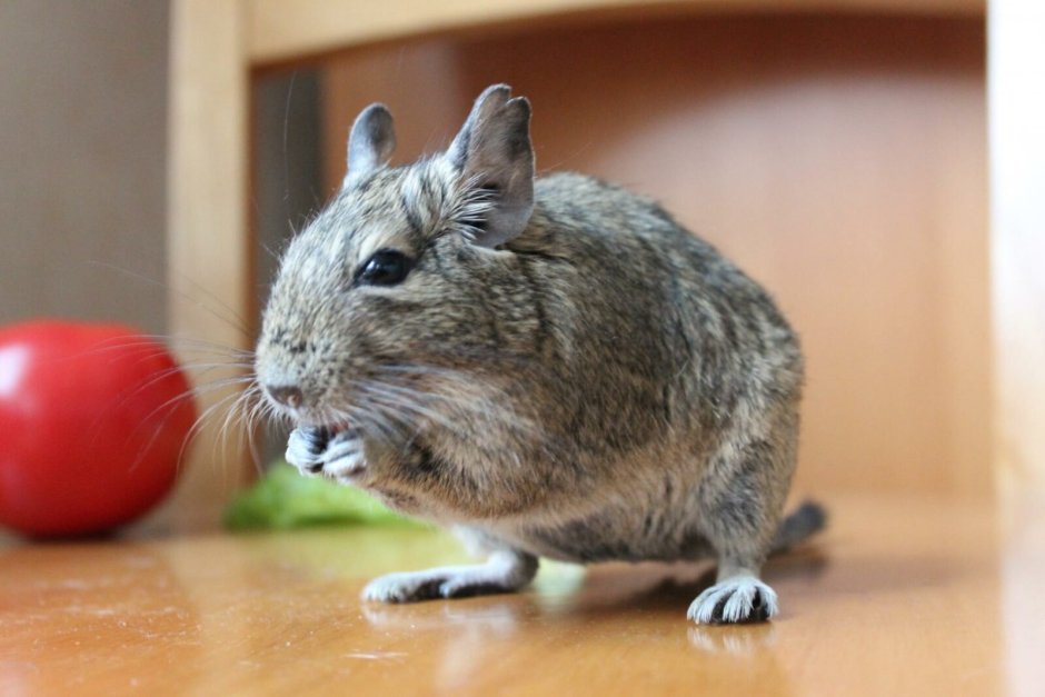 Белки дегу серые