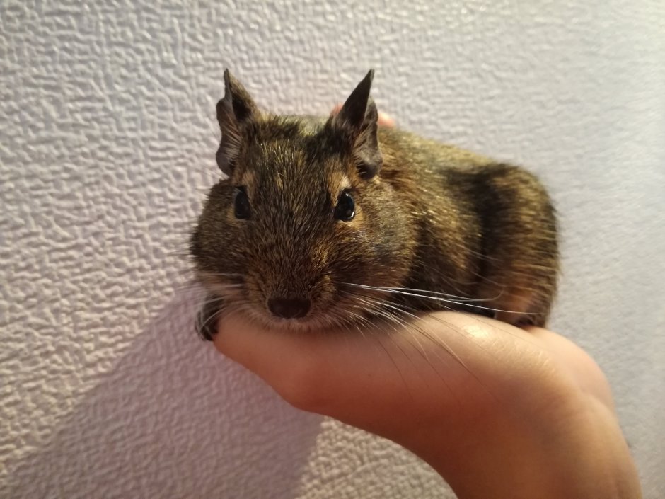 Мексиканская белка дегу