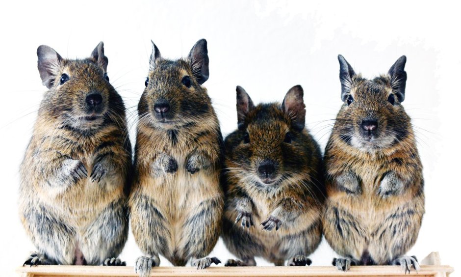 Чилийская белка дегу на белом фоне