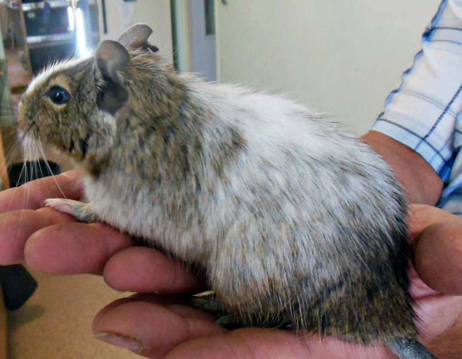 Карликовая белка дегу