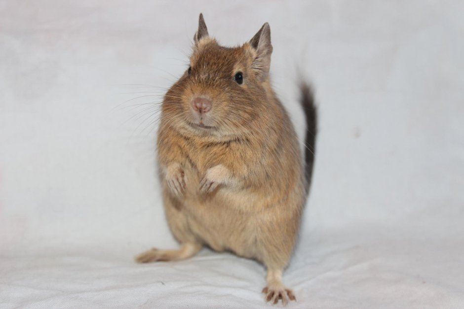 Дегу Чилийская белка расцветки