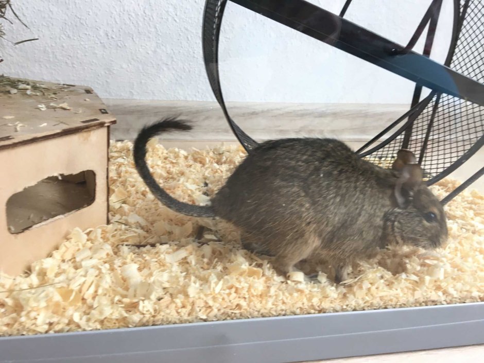 Чилийская белка дегу клетка