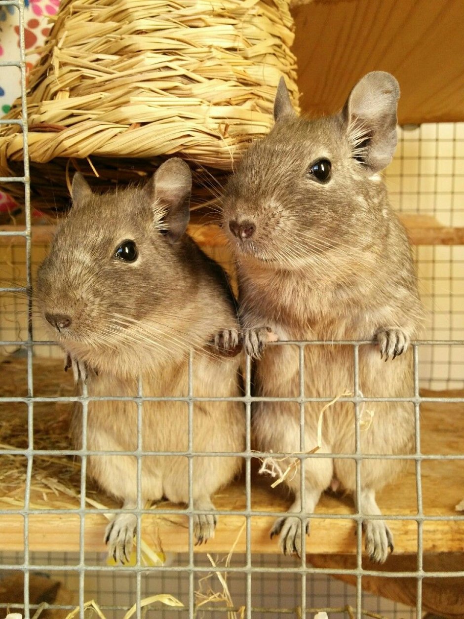 Декоративные белки дегу