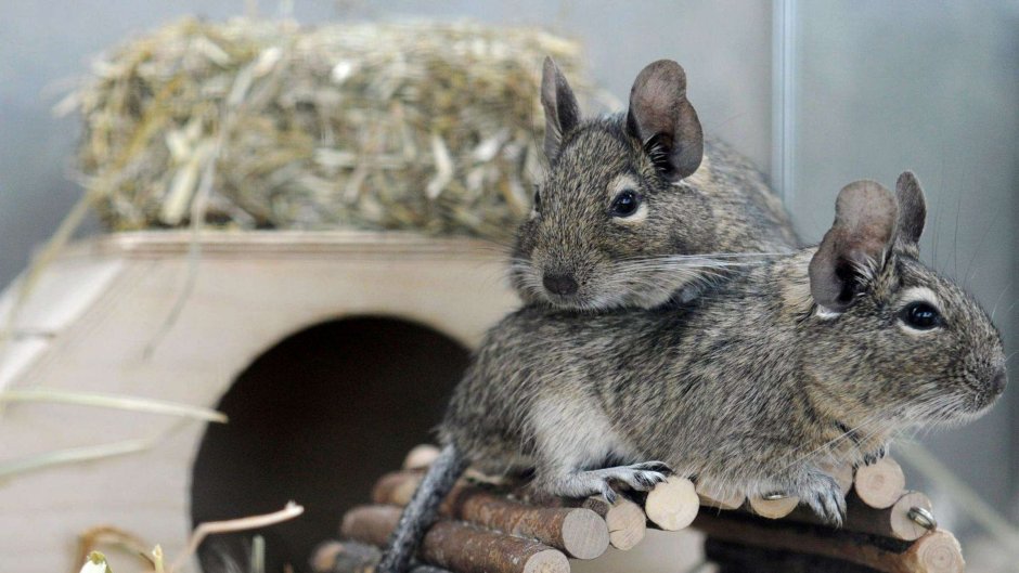 Крысобелка дегу