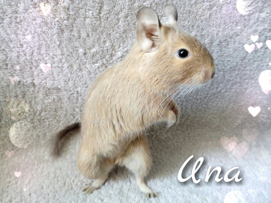 Дегу песочный