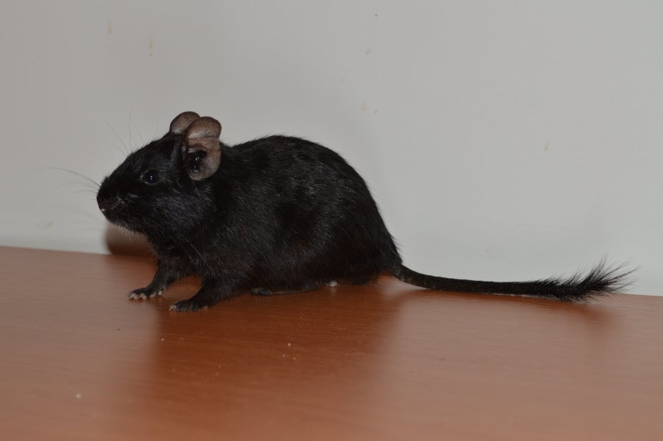 Дегу черный