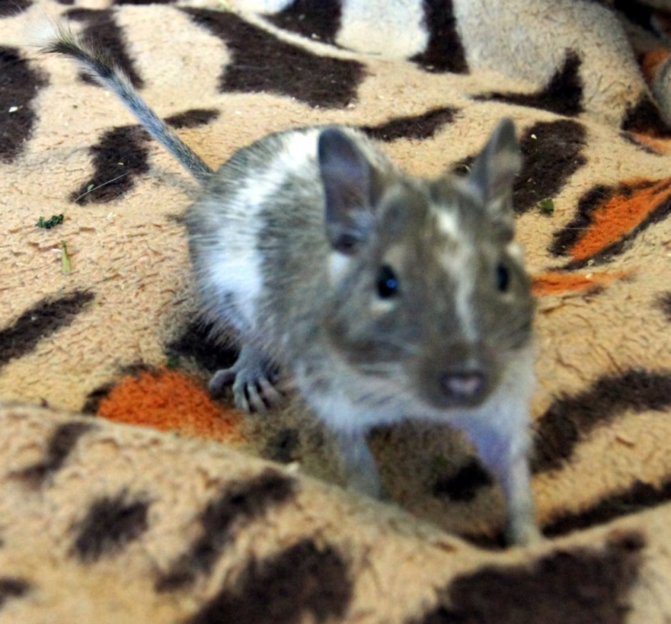 Дегу пятнистый агути