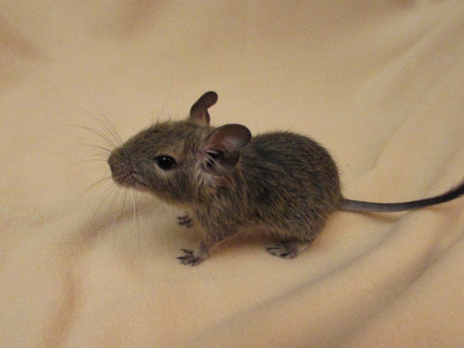 Белки дегу белые