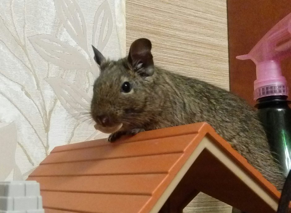 Домашняя белка дегу