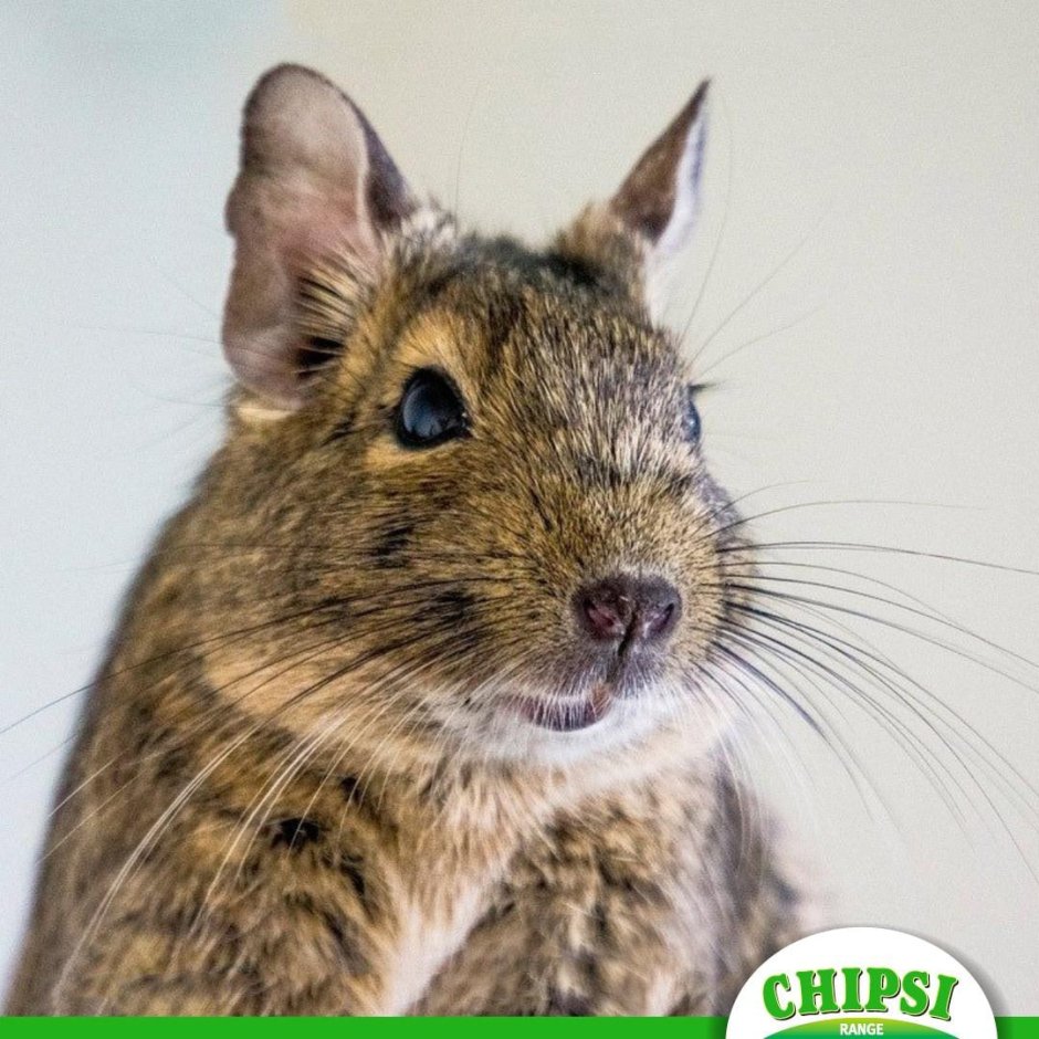 Шиншилла дегу