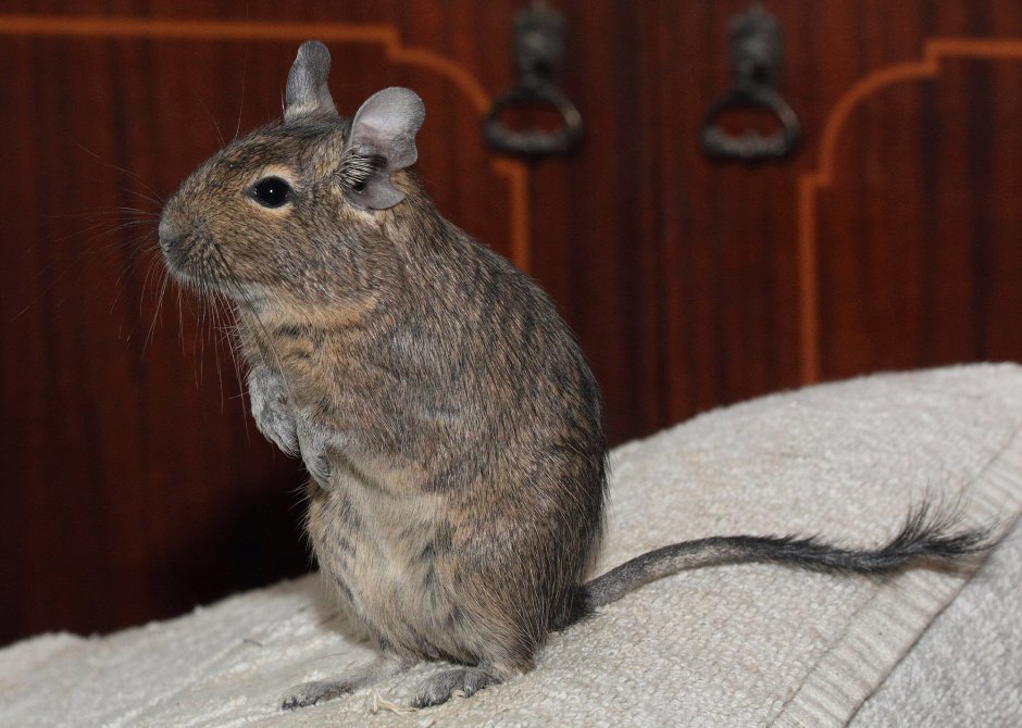 Мини шиншилла дегу