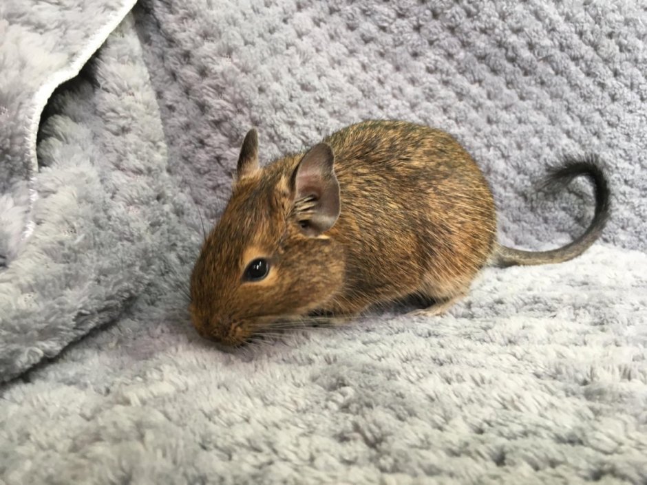 Американская белка дегу