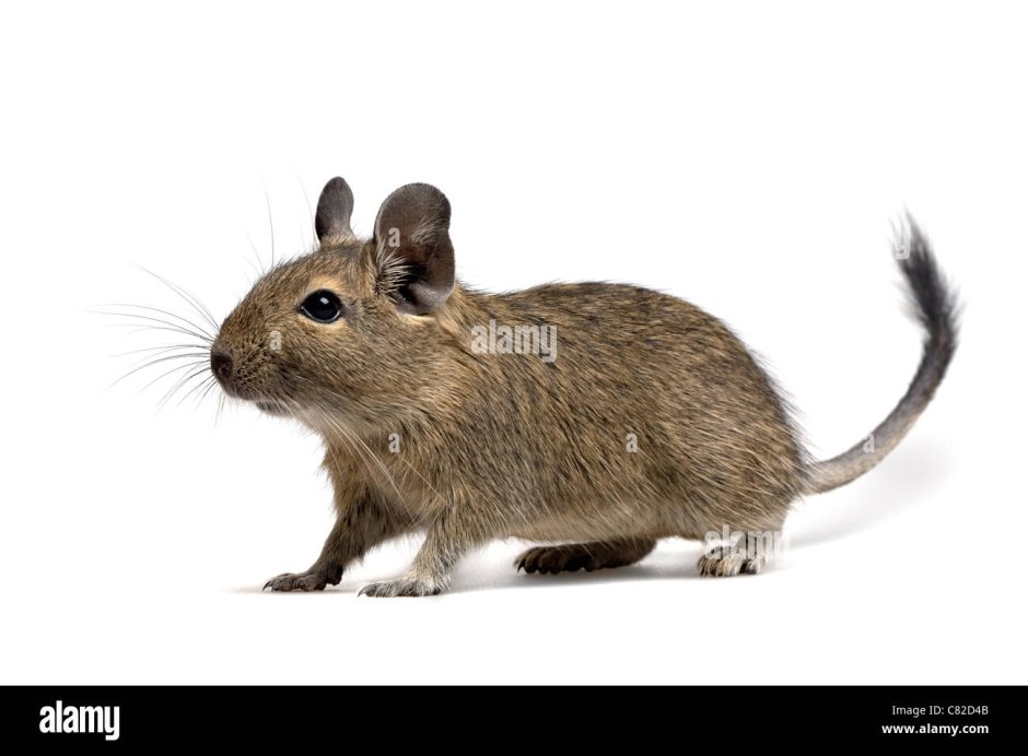 Белка дегу агути