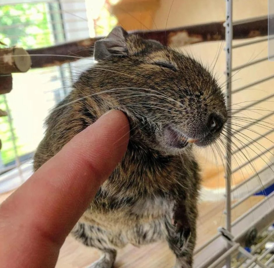 Чилийская белка дегу