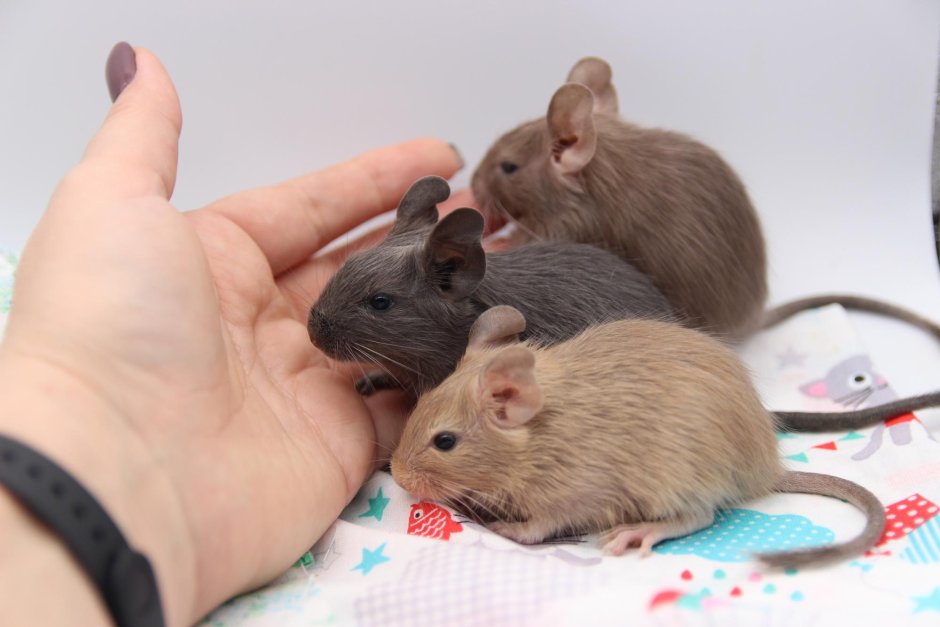 Белка дегу цветная