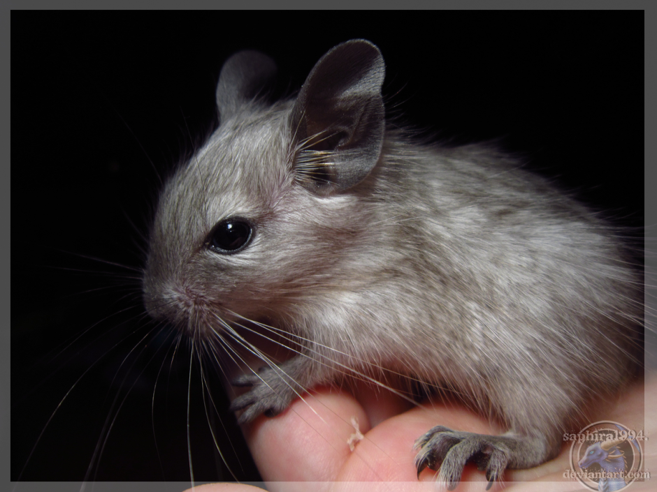 Дегу Чилийская белка расцветки