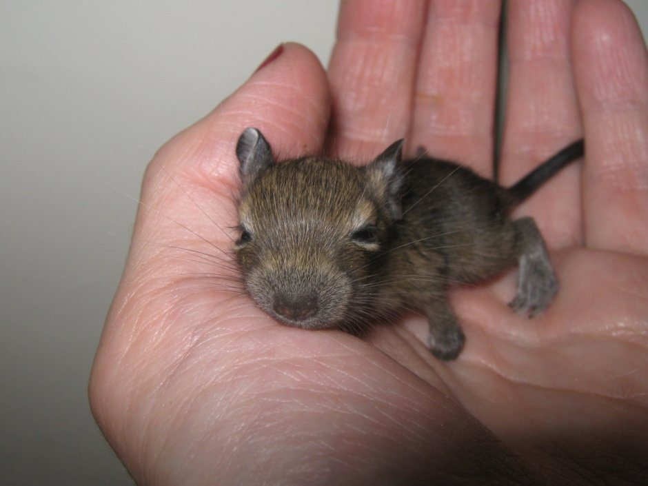 Белки дегу малыши