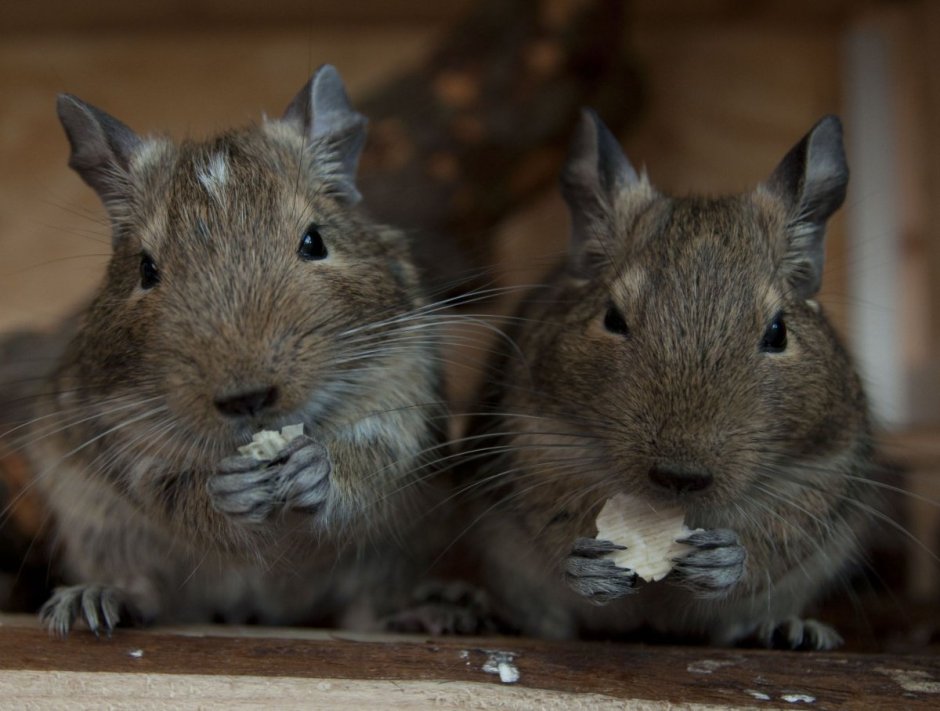 Белочка дегу