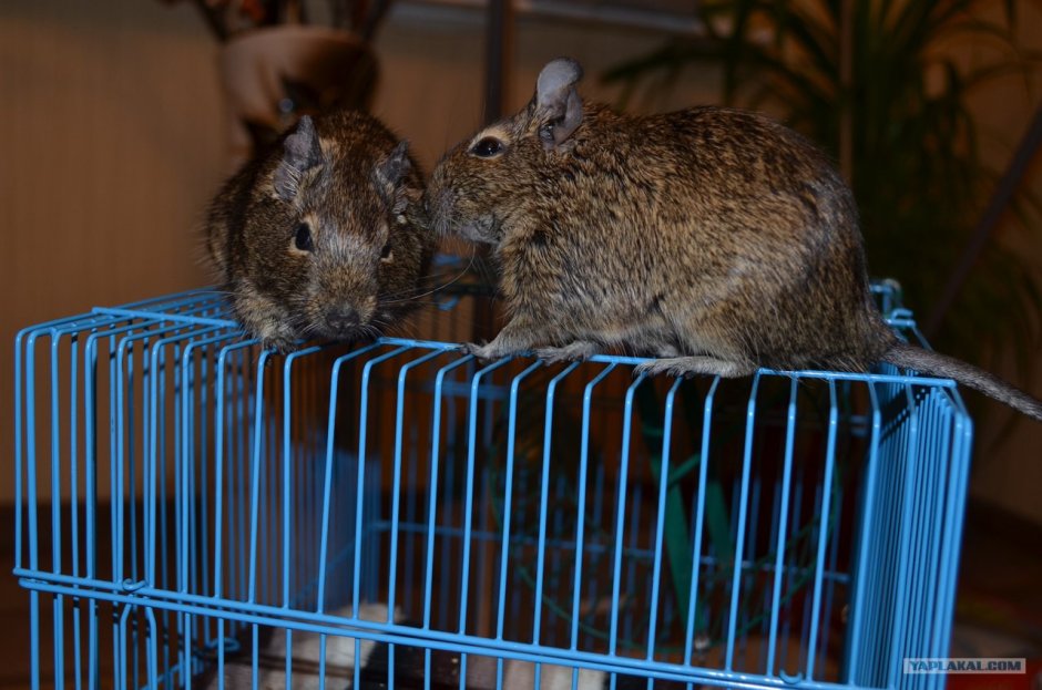 Рисунок белки дегу