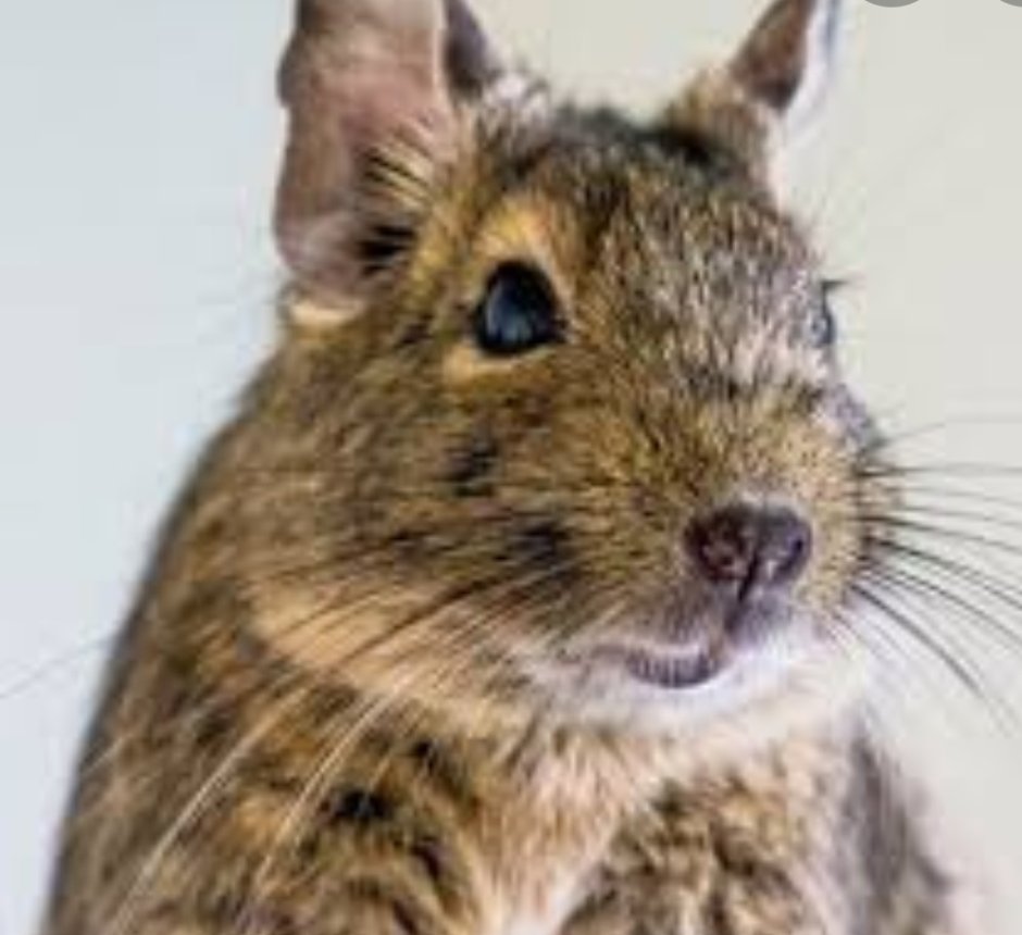 Чилийские белки дегу