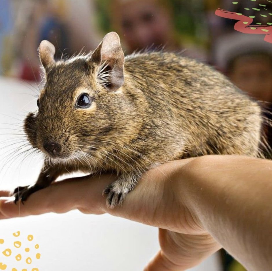 Чилийская белка в клетке