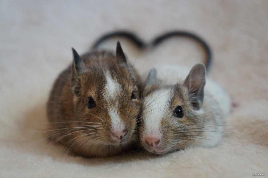 Дегу грызун светлый