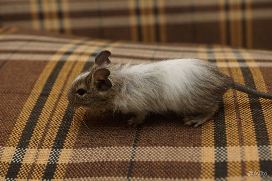 Белка Чилийская агути