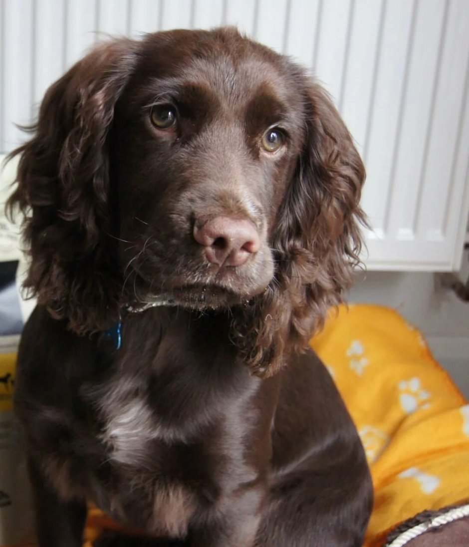 Boykin Spaniel