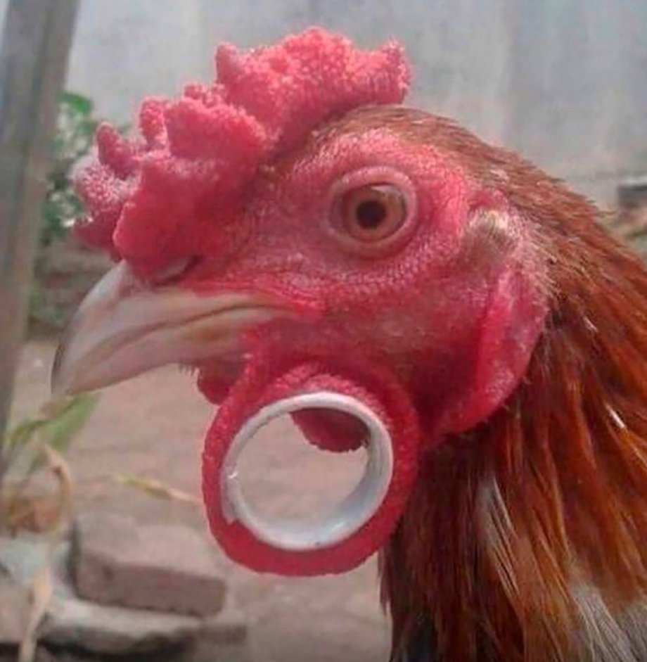 Тупая курица