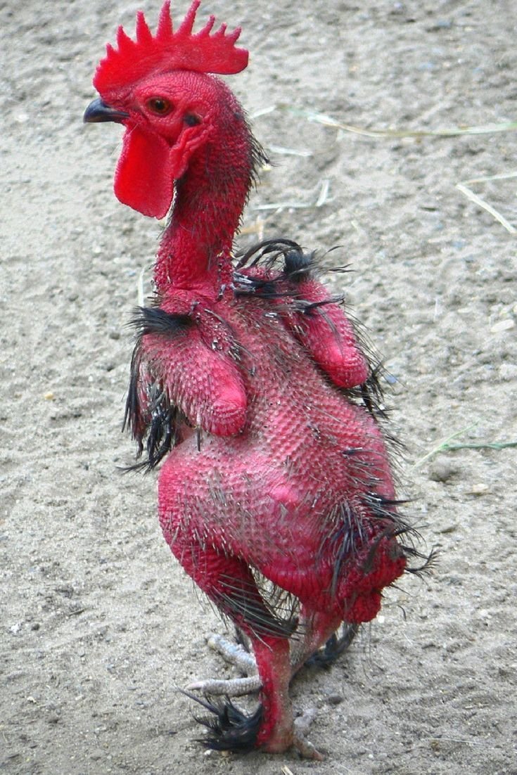 Облезлый петух