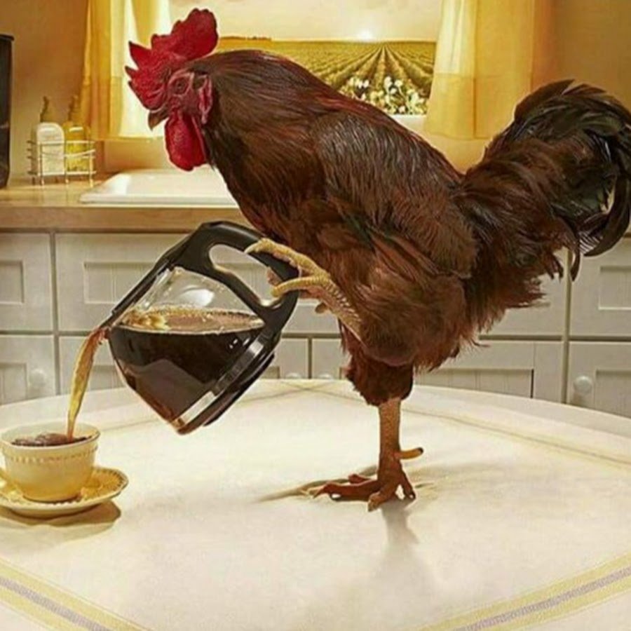 Доброе утро курица